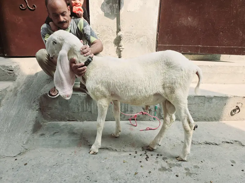 pure kajla bacha — photo 2