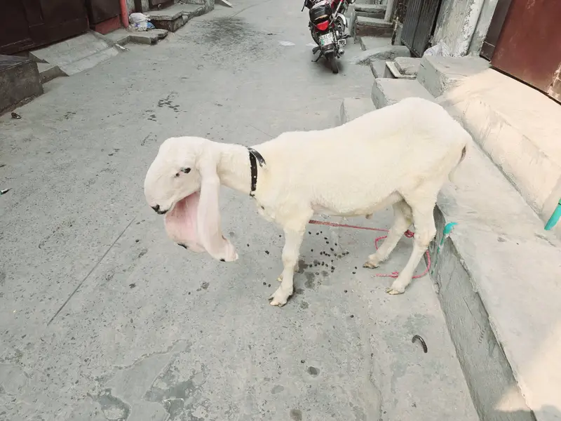 pure kajla bacha — photo 3