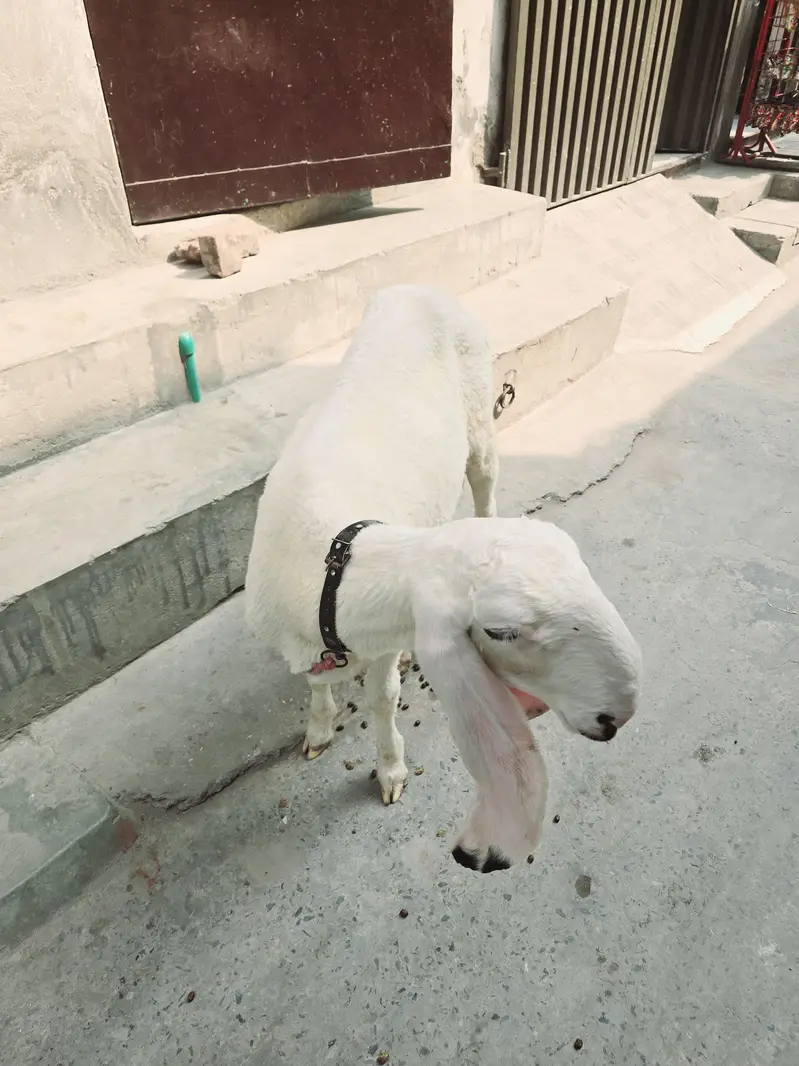 pure kajla bacha — photo 4