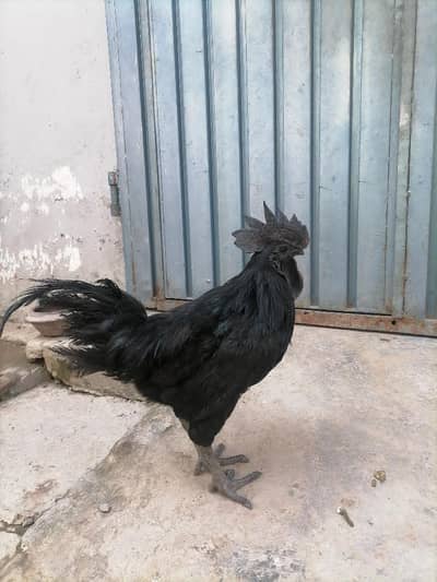 Ayam cemani Black tounge