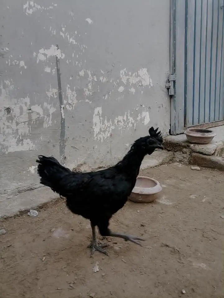 Ayam cemani Black tounge — photo 2
