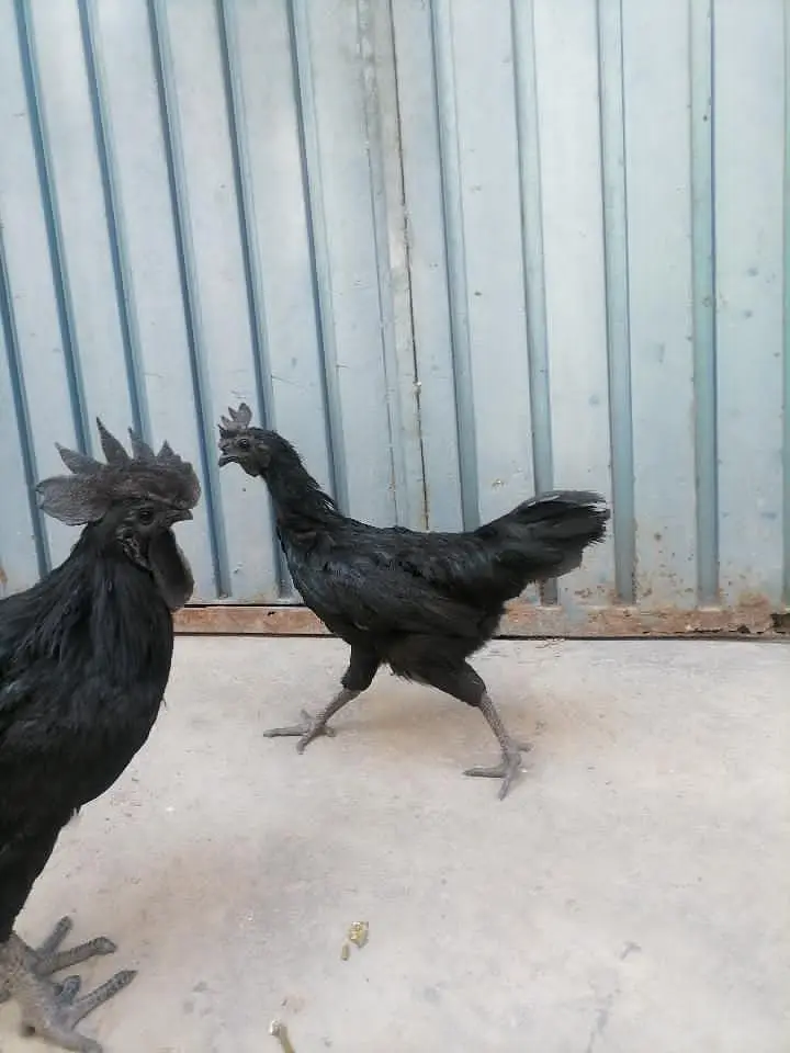 Ayam cemani Black tounge — photo 3