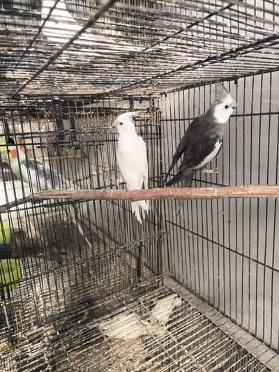 cocktail breeder pair