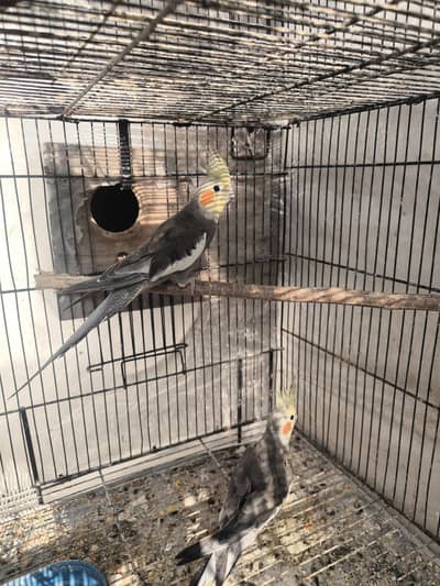 cocktail breeder male