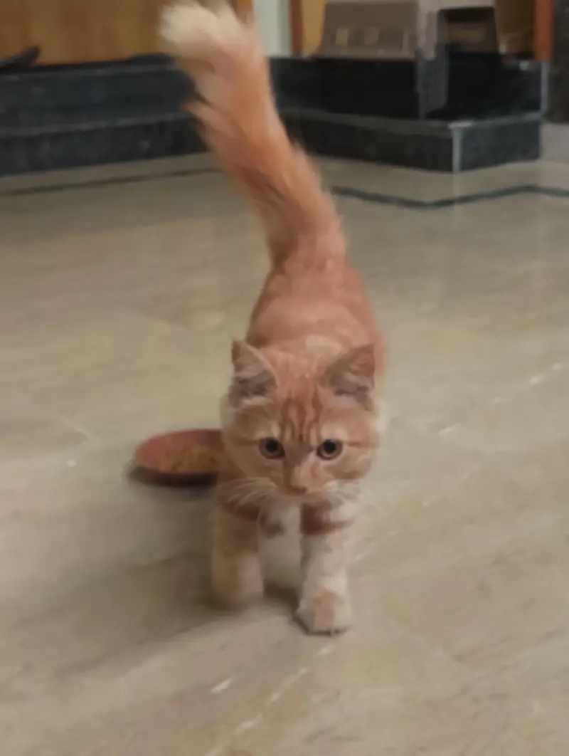 urgent sale — photo 2