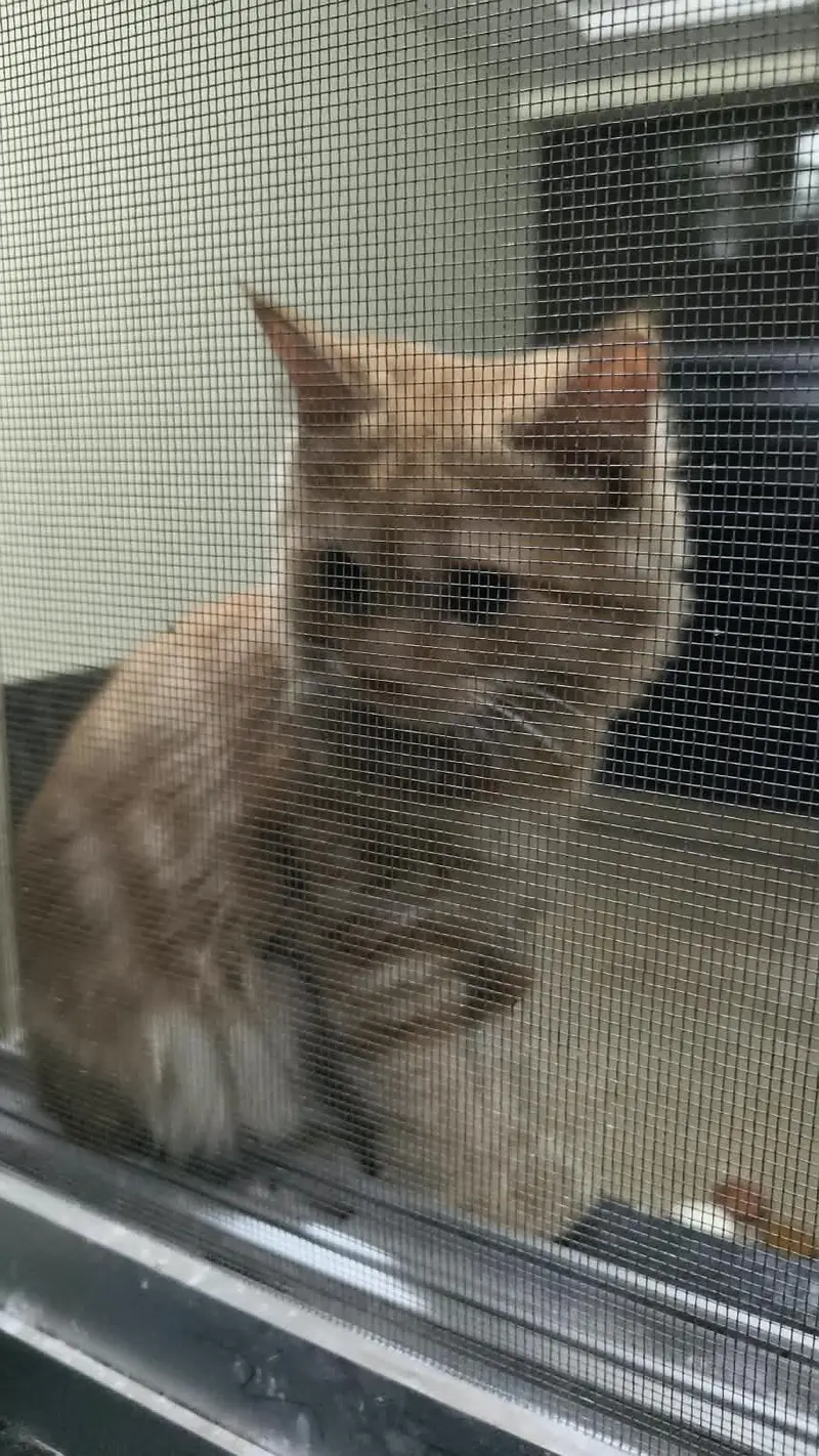urgent sale — photo 11