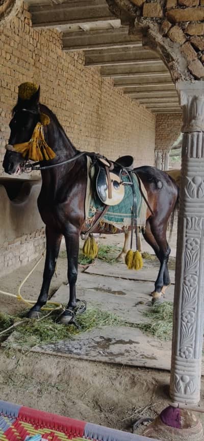 Horse Best for riding