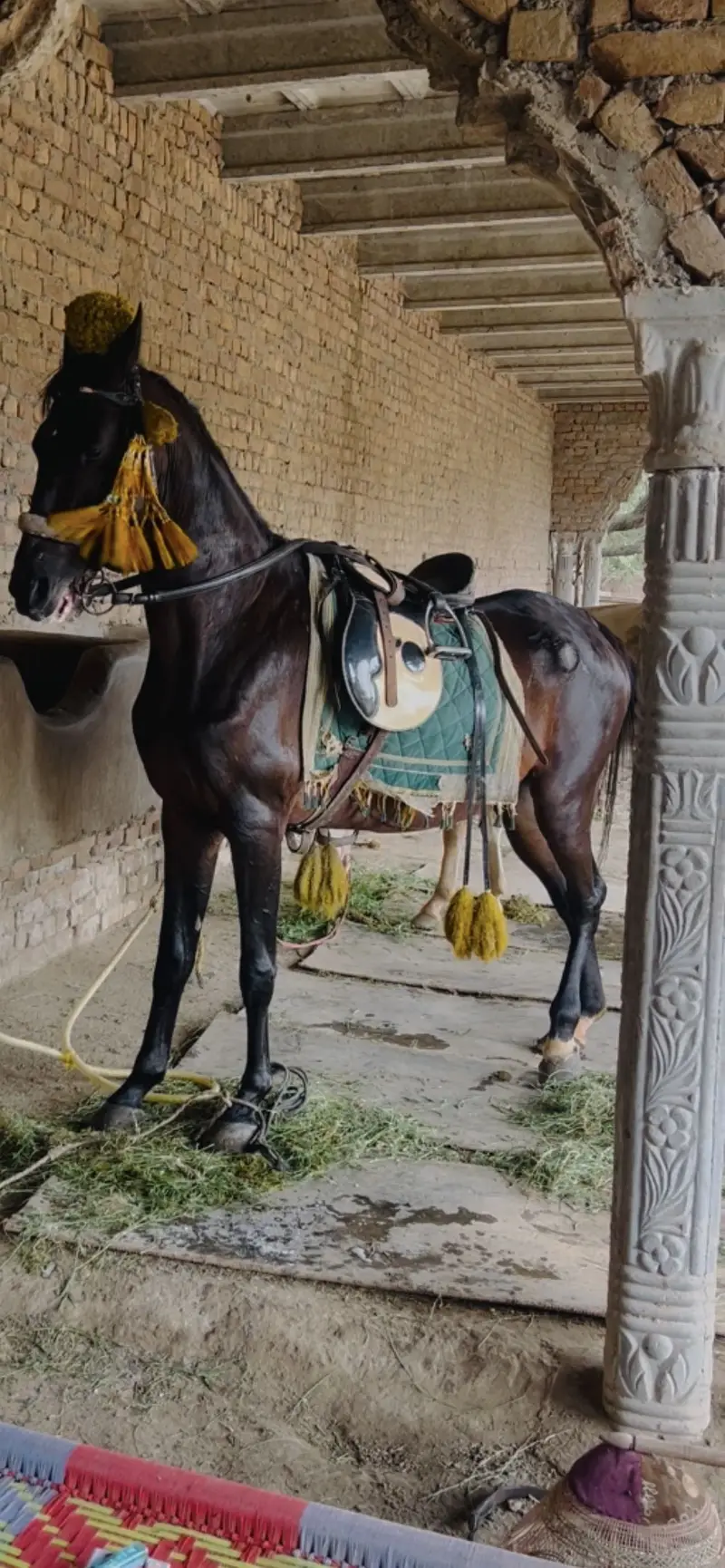 Horse Best for riding
