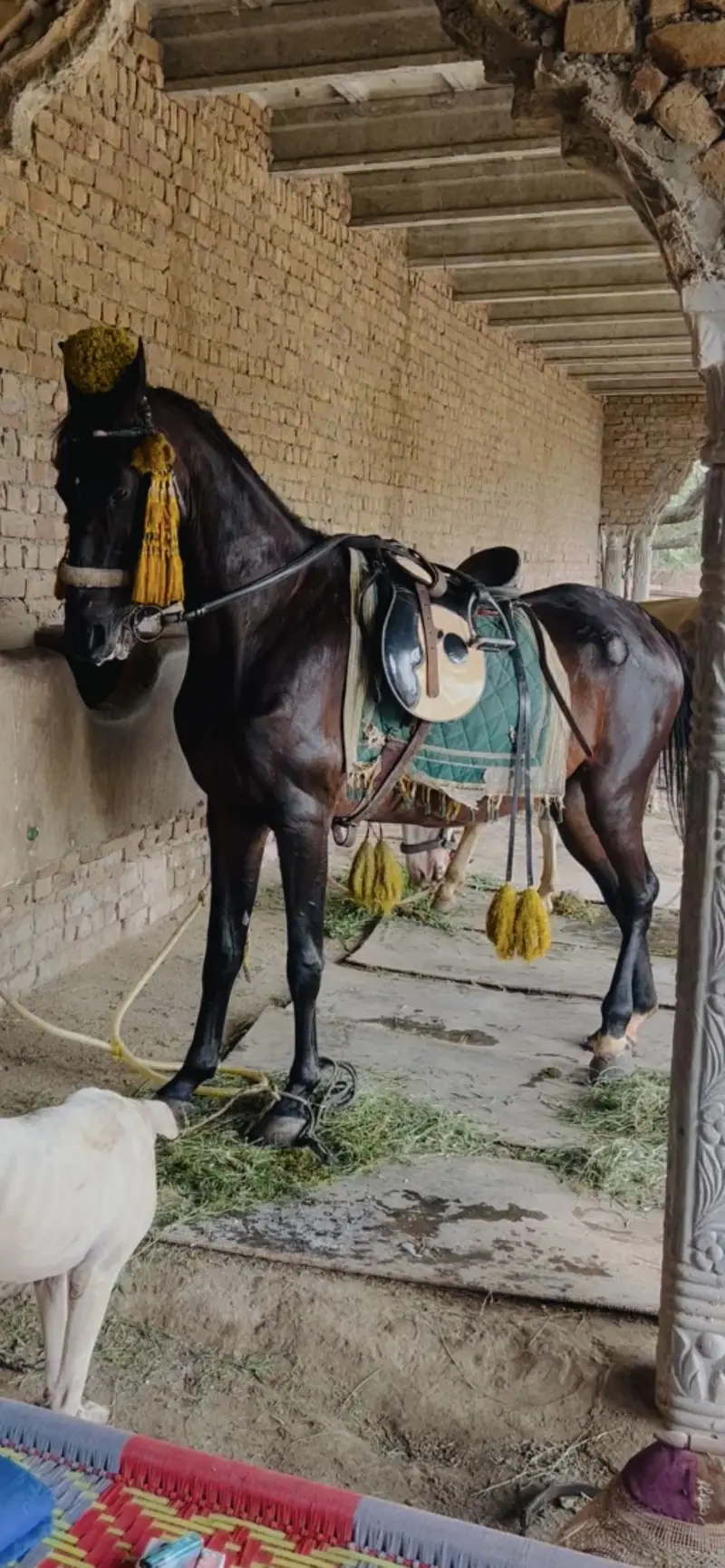 Horse Best for riding — photo 2