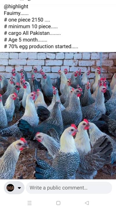 Golden misri hen | andy wali murgi | murgi farming