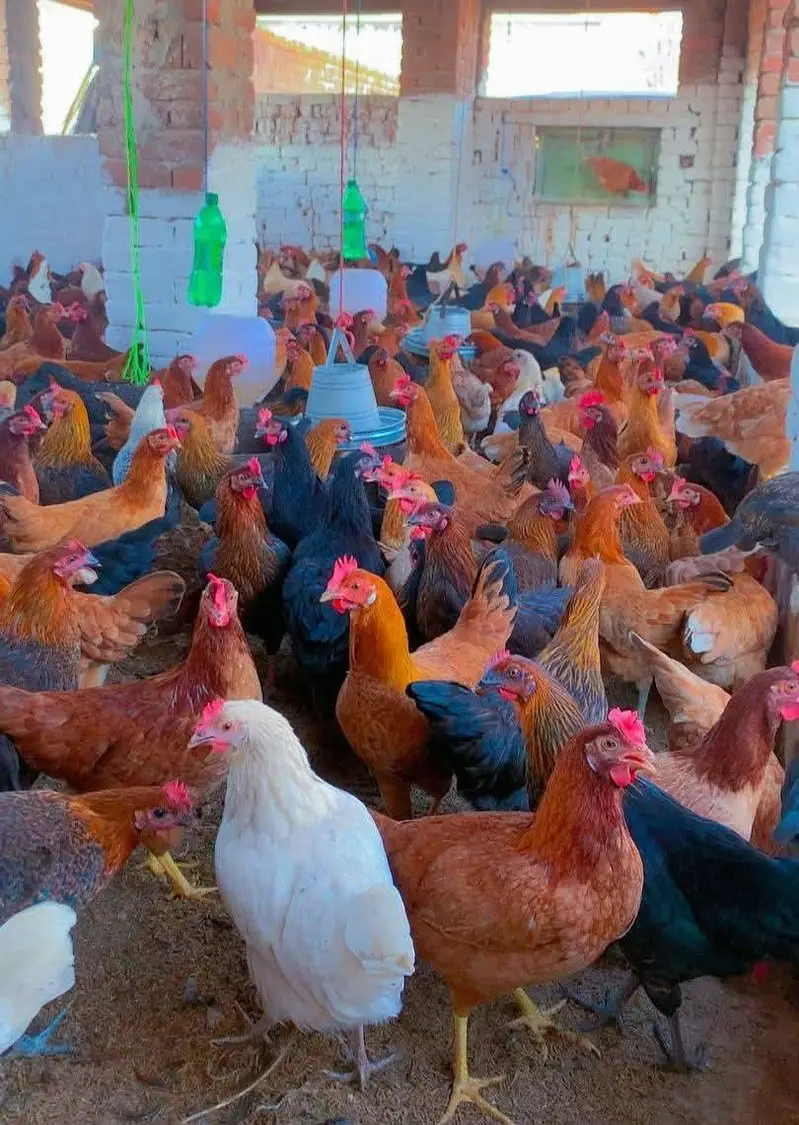 Golden misri hen | andy wali murgi | murgi farming — photo 4