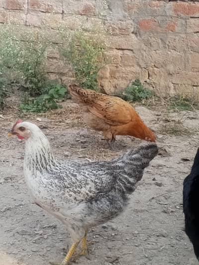 4 انڈے دینے والی گولڈن مصری مرغیاں اور 1 گولڈن مصرى مرغا برائے فروخت