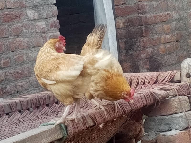 4 انڈے دینے والی گولڈن مصری مرغیاں اور 1 گولڈن مصرى مرغا برائے فروخت 3