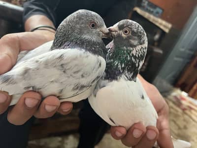 Teedy Golden pair forsale (03705933305) WhatsApp