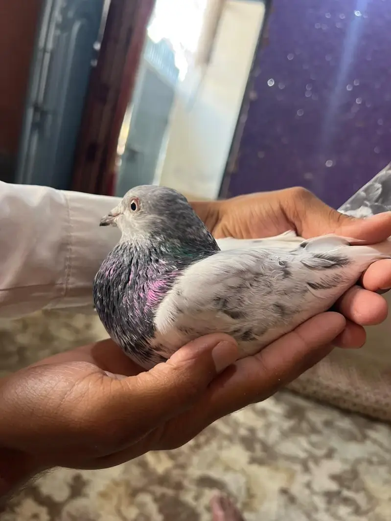 Teedy Golden pair forsale (03705933305) WhatsApp — photo 2