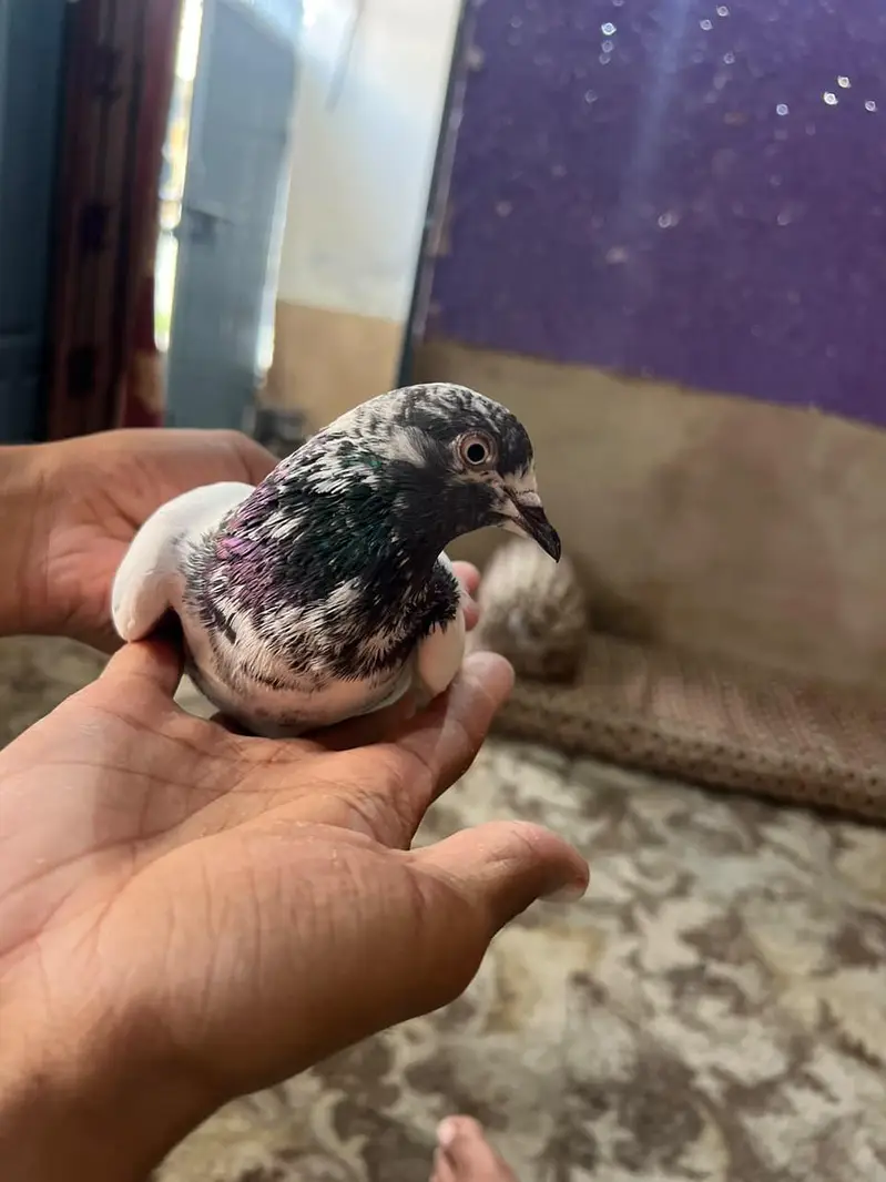 Teedy Golden pair forsale (03705933305) WhatsApp — photo 3