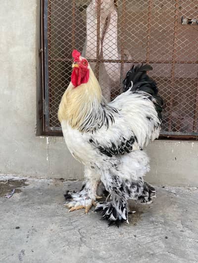 Light columbian brahma male