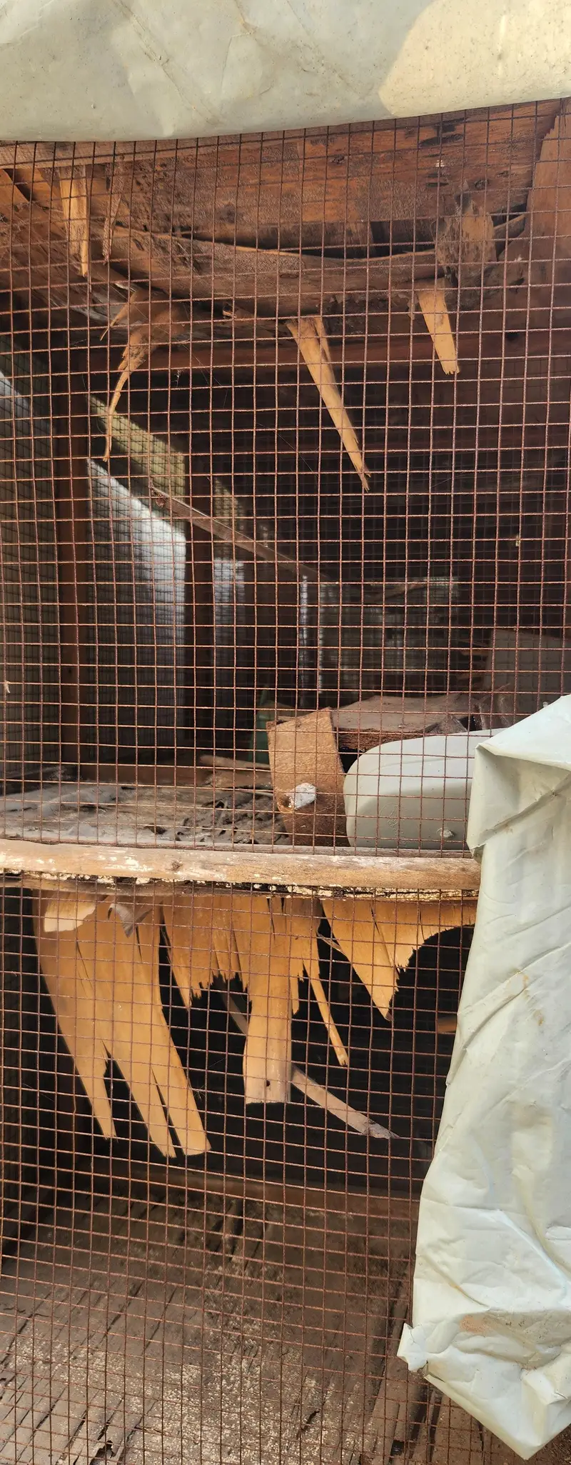 birds Cages for sale 8 portion angle 4 portion and wooden finches cage — photo 4