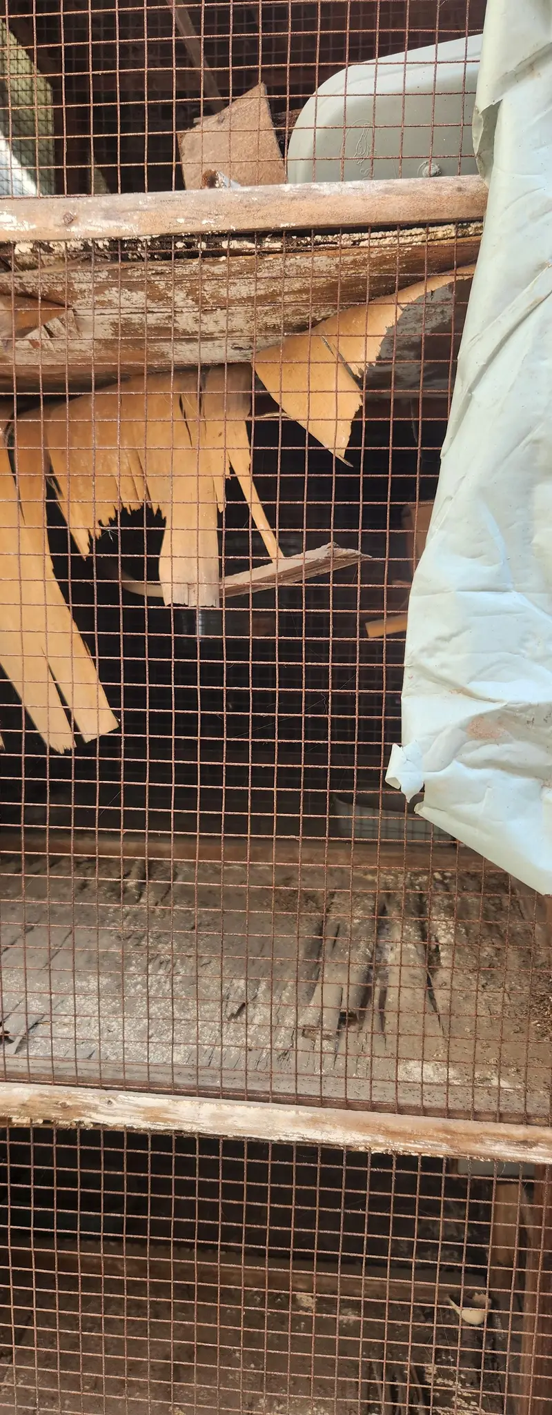 birds Cages for sale 8 portion angle 4 portion and wooden finches cage — photo 5