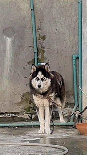 Husky for sale
