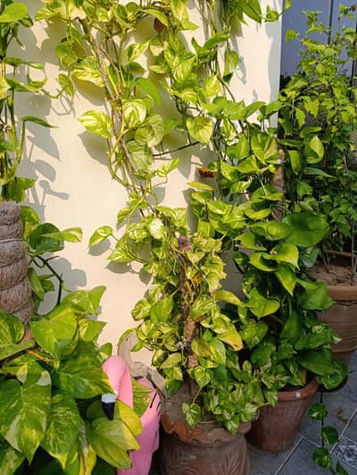 Beautiful Outdoor Plants | Fresh Green Plants for Home & Garden