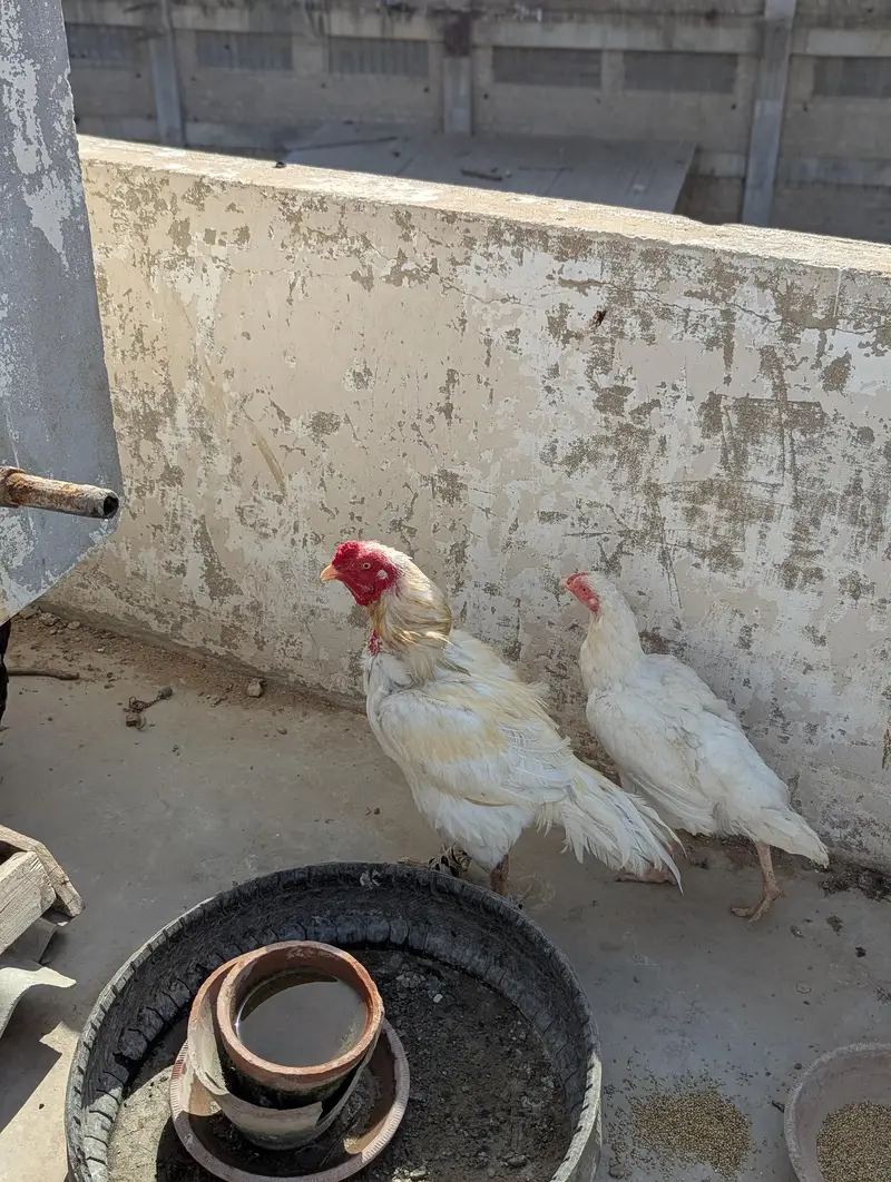 Heera Aseel Pair — photo 3