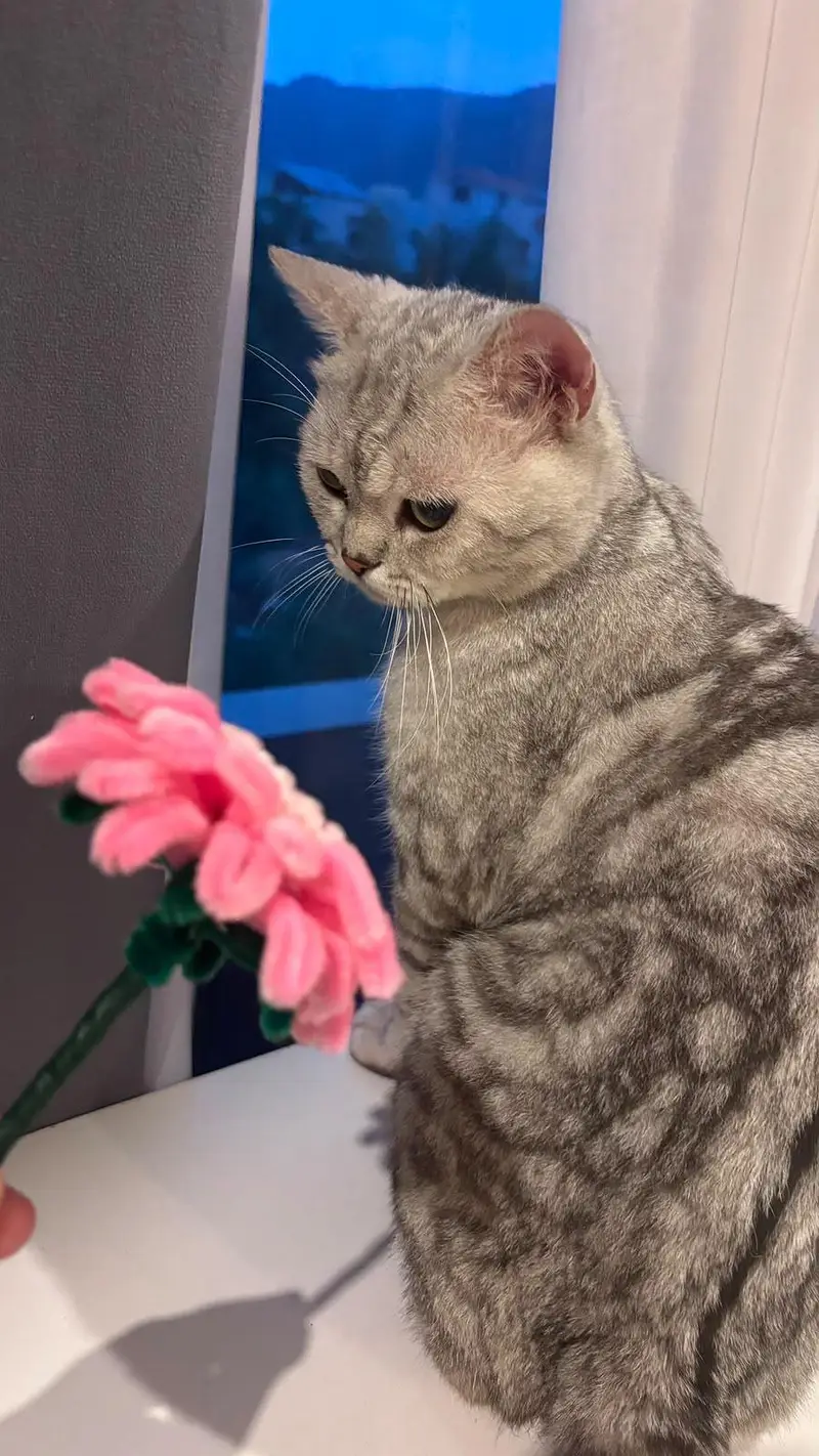 Scottish Fold || Russian Straight Hair Cat || Cats for Sale — photo 4