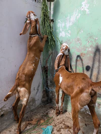 6 month k H dono for sell