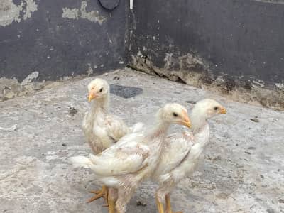 haji white o shamo King chicks