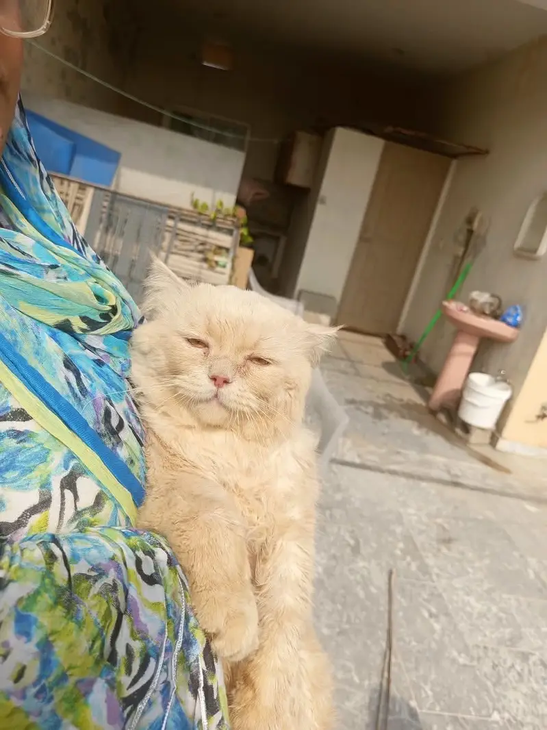 Dolface Persian — photo 2