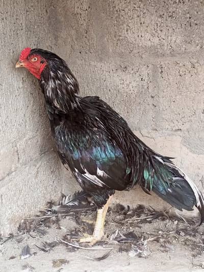Lasani One Eye Breeder