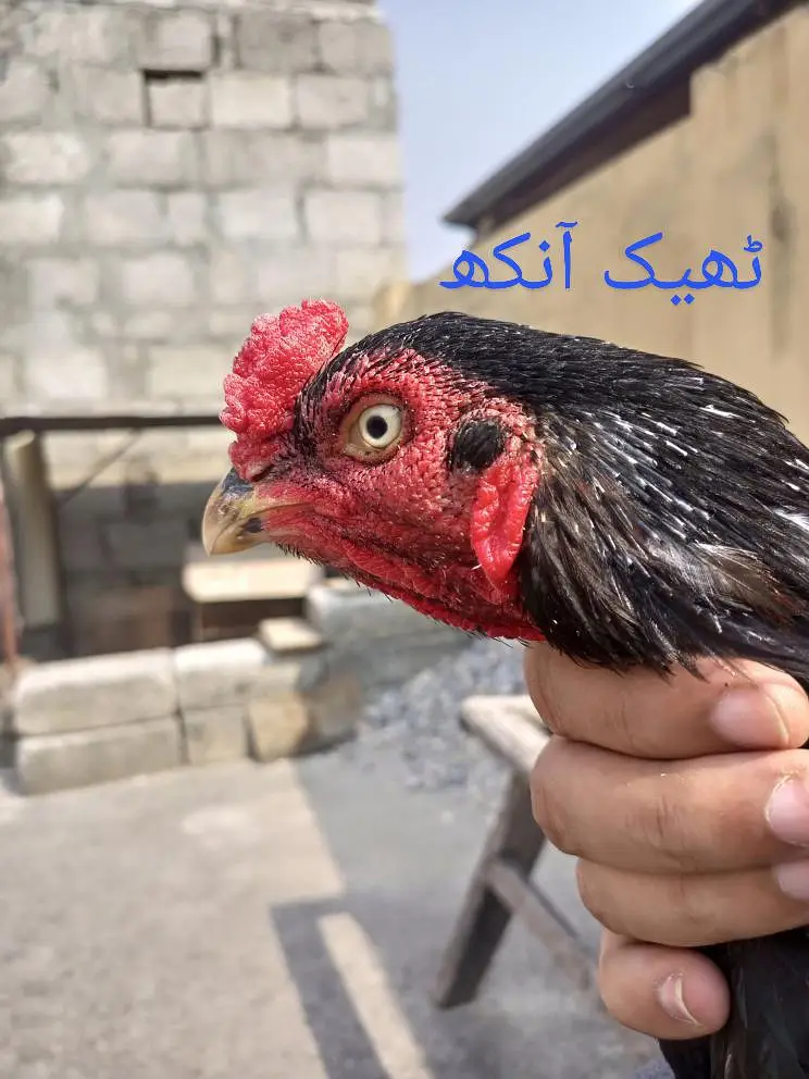 Lasani One Eye Breeder — photo 3