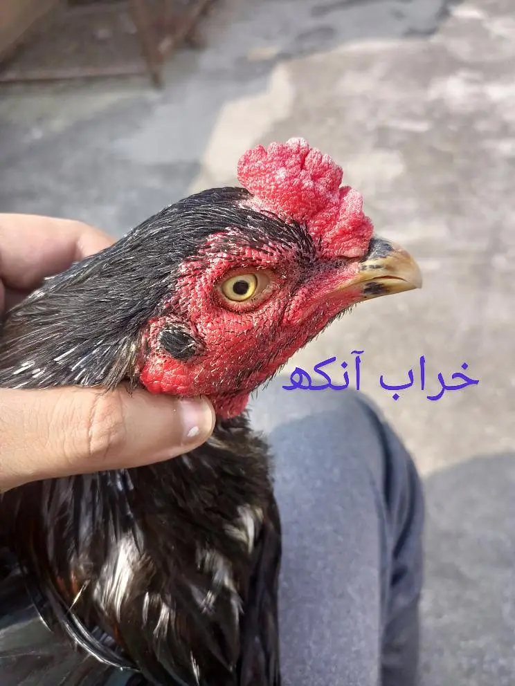 Lasani One Eye Breeder — photo 4
