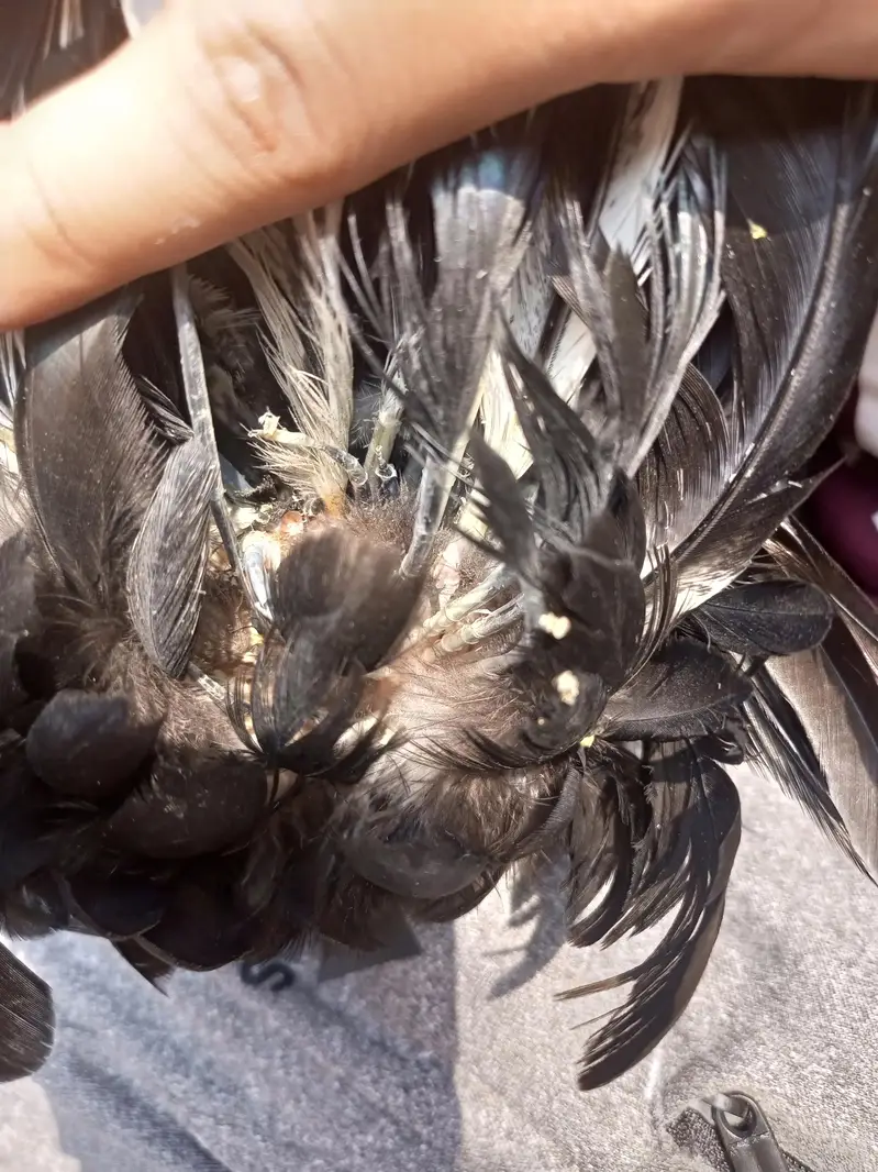 Lasani One Eye Breeder — photo 8