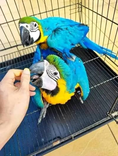 blue macaw parrot chips for sale 0370/790/8891