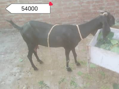 Goat for sale fully healthy and active