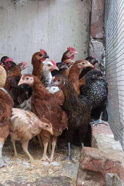Desi murgi murga han active and healthy vaccinated han