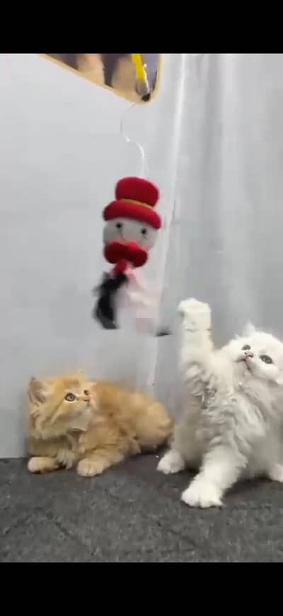 Beautiful Persian Cat's Pair