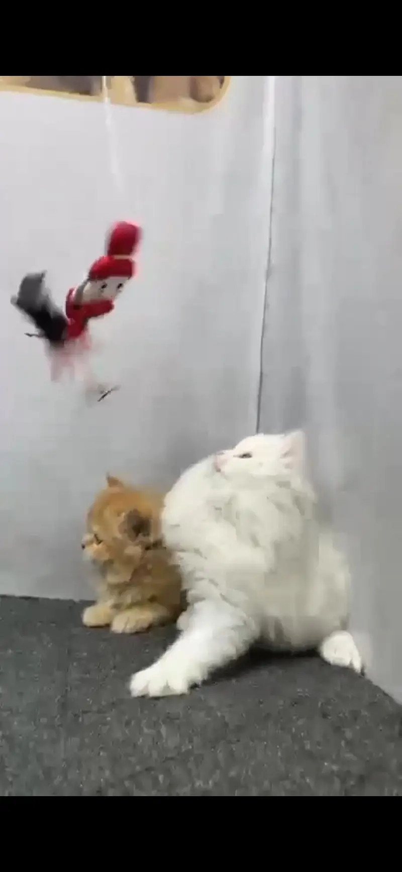 Beautiful Persian Cat's Pair — photo 2