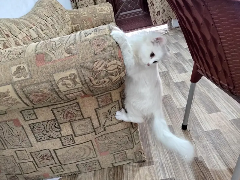 Beautiful Persian Cat's Pair — photo 3