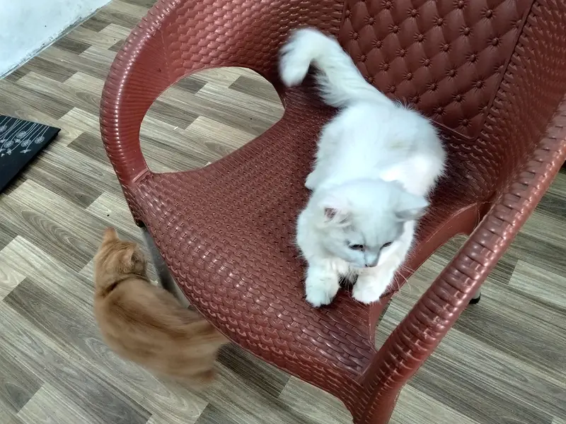 Beautiful Persian Cat's Pair — photo 4