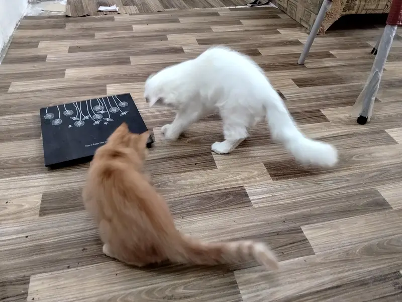 Beautiful Persian Cat's Pair — photo 5