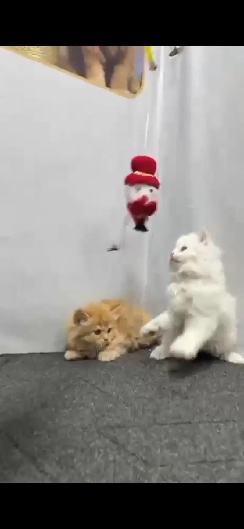 Beautiful Persian Cat's Pair — photo 6