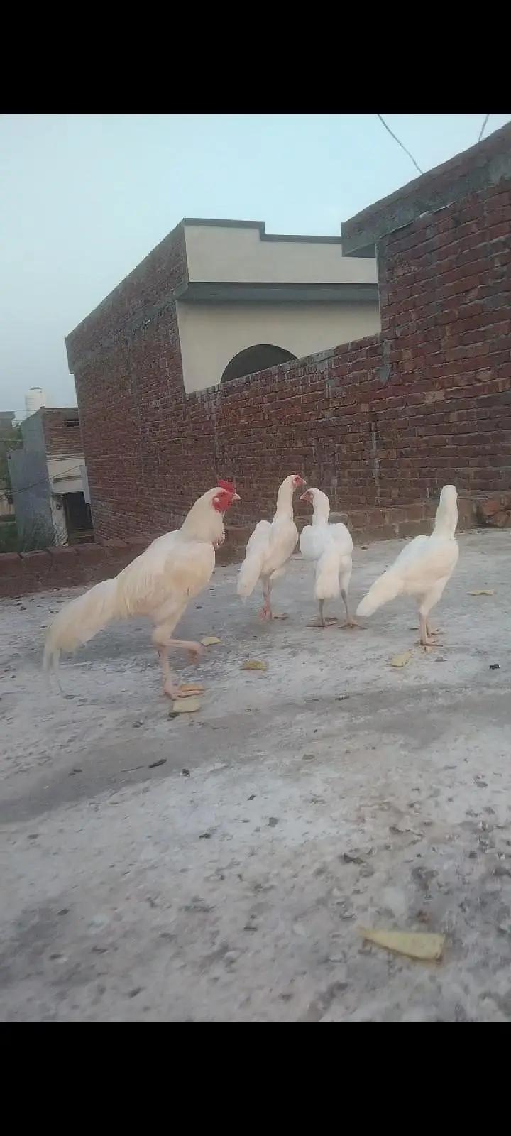 fresh fertile egg Heera Aseel pure white blood line location hafizabad — photo 3