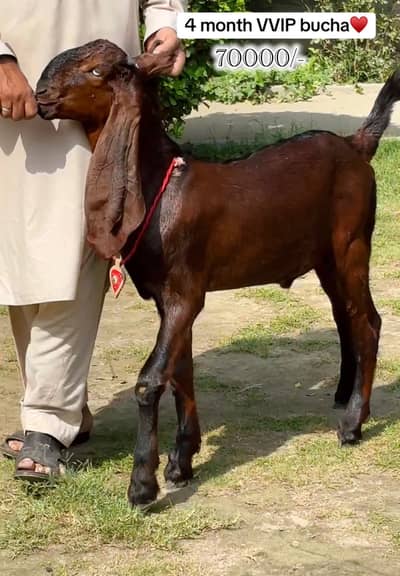 VIP bakrian bachy or bakry