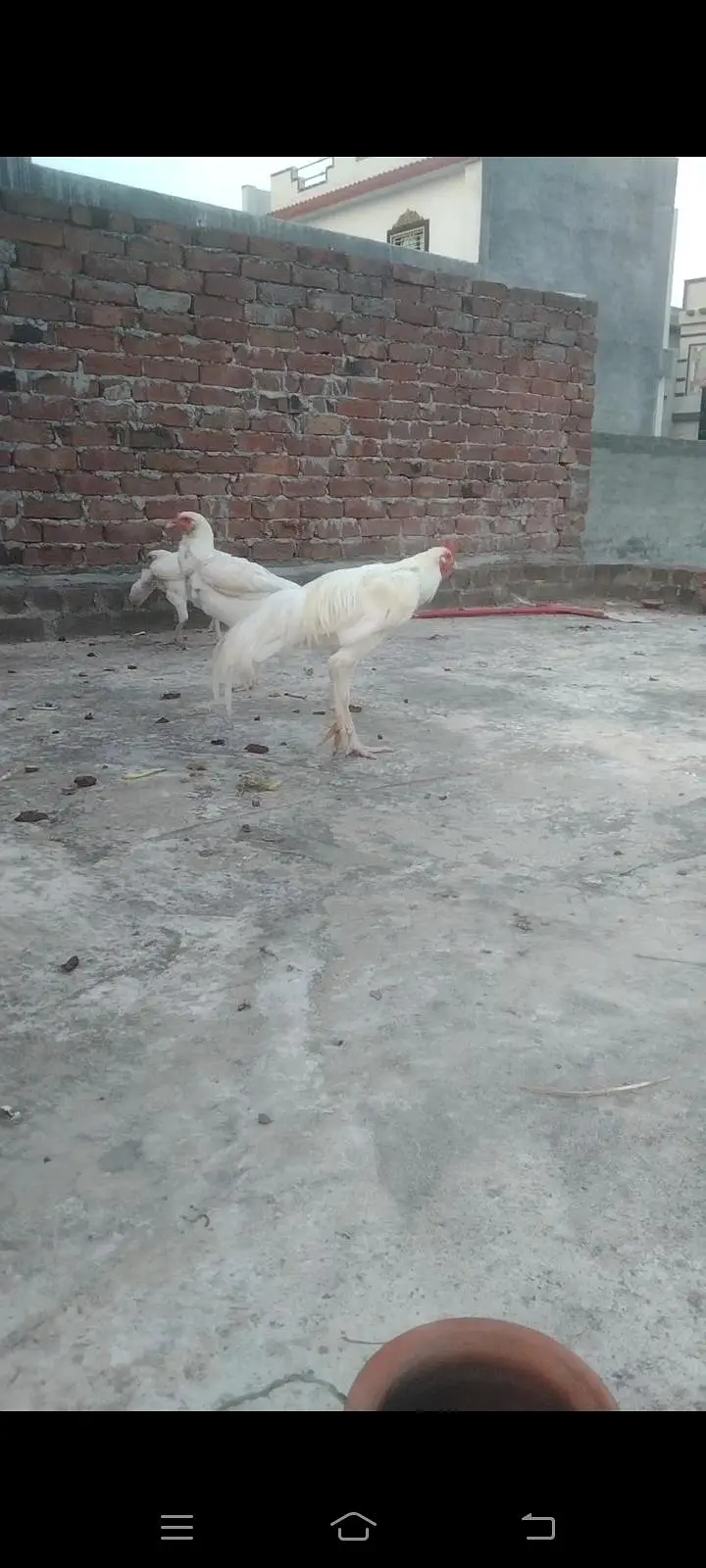fresh heera fertile egg location hafizabad city — photo 4
