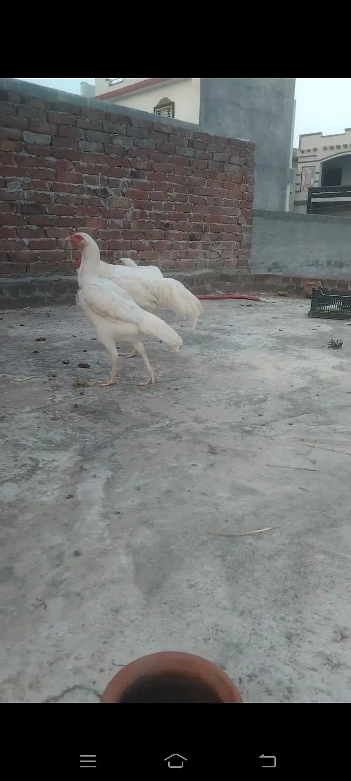 fresh heera fertile egg location hafizabad city — photo 5