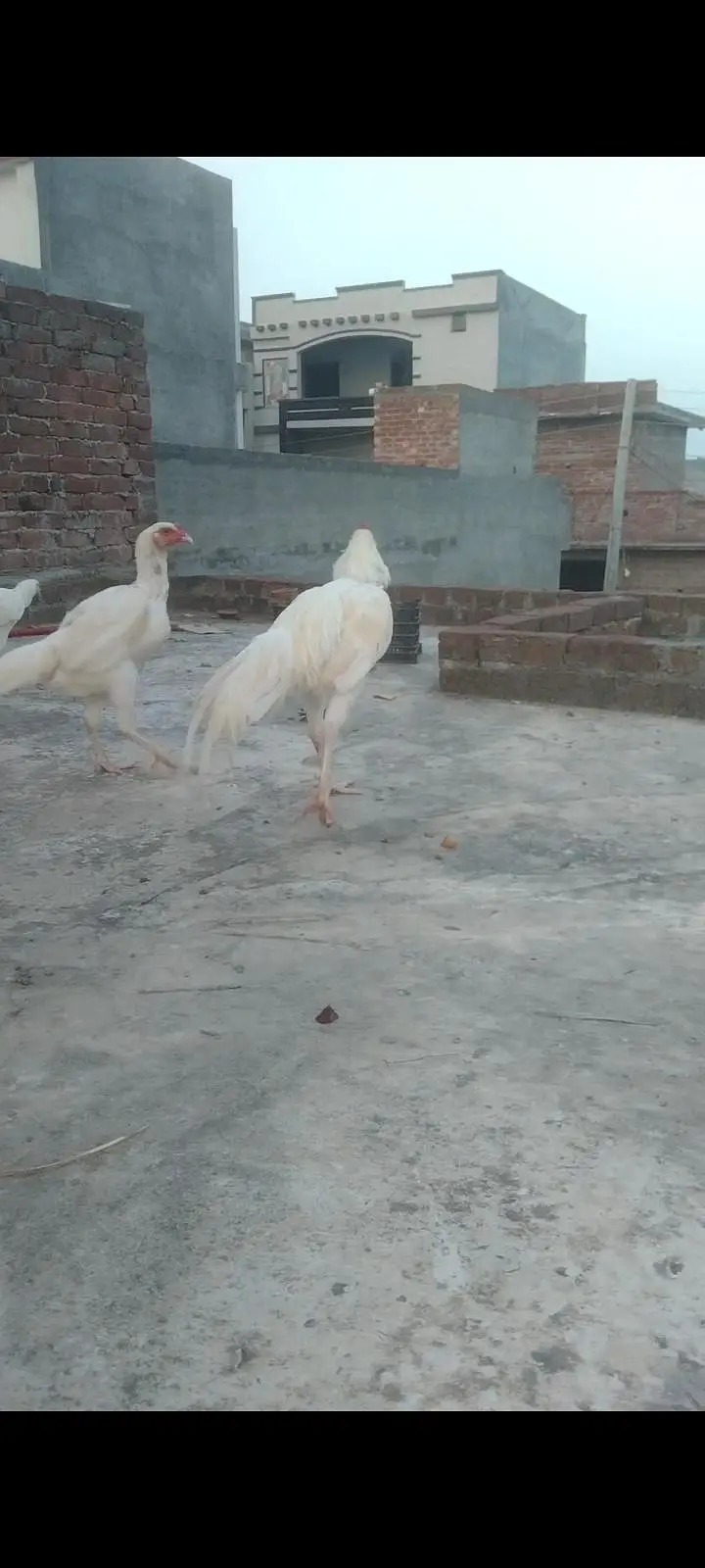 fresh heera fertile egg location hafizabad city — photo 6