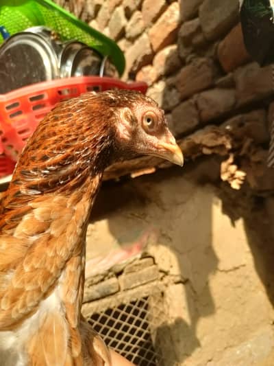 aseel mianwali female