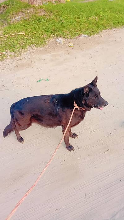 black shaferd female dog for sale 1 month and 15 days pragnent